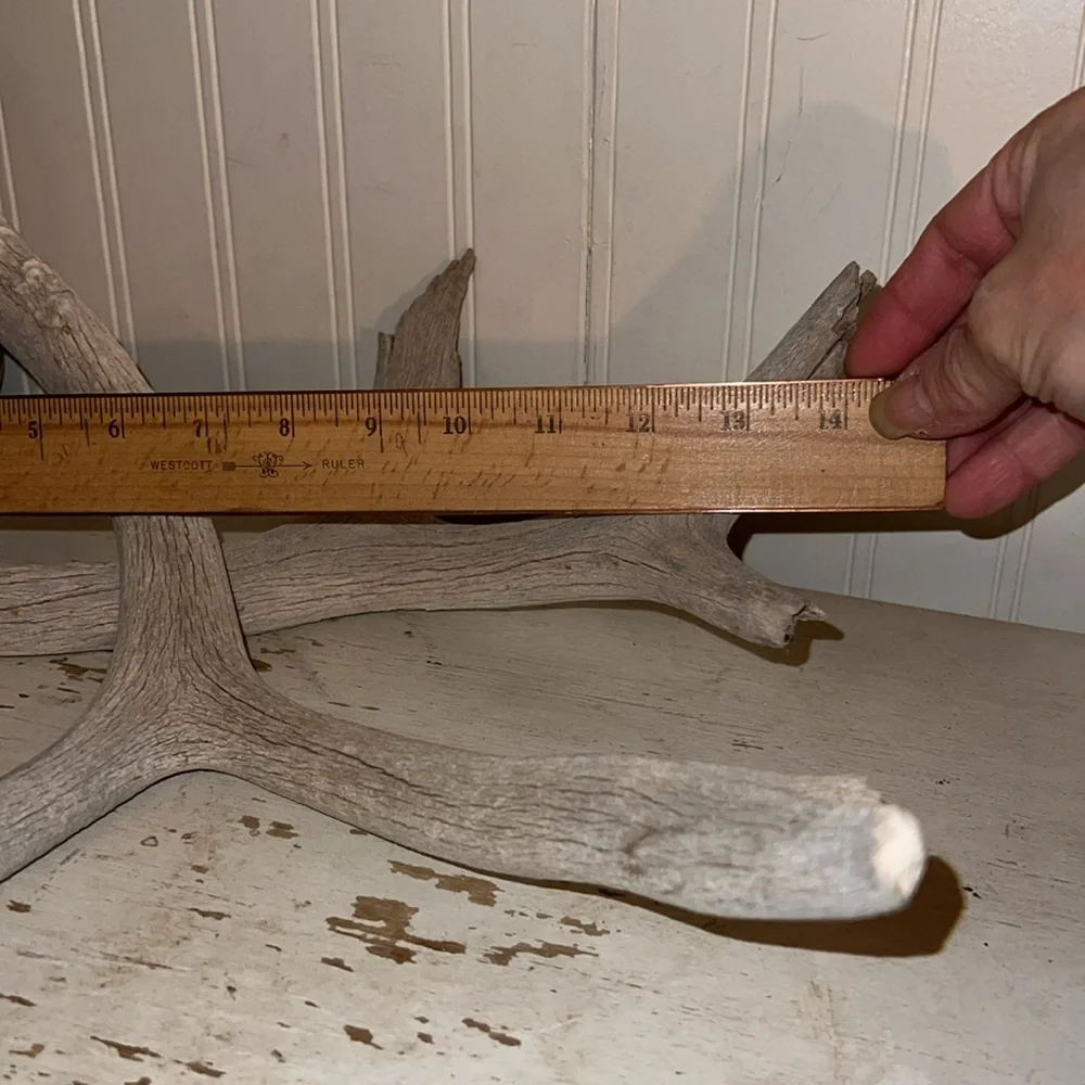 2 Rustic Gray deer Antler Decor